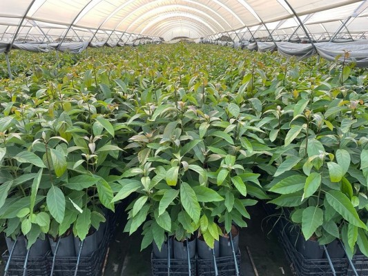 Arbres exotiques (tropical)