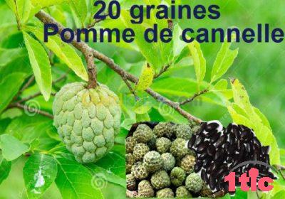 Semence graines d’arbres exotique