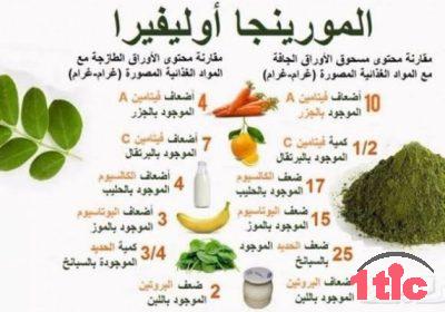 Plantes moringa شتلات مورينڨا