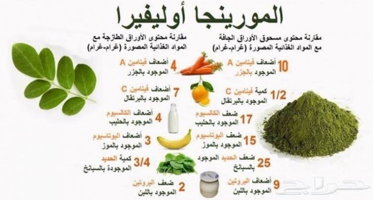 Plantes moringa شتلات مورينڨا